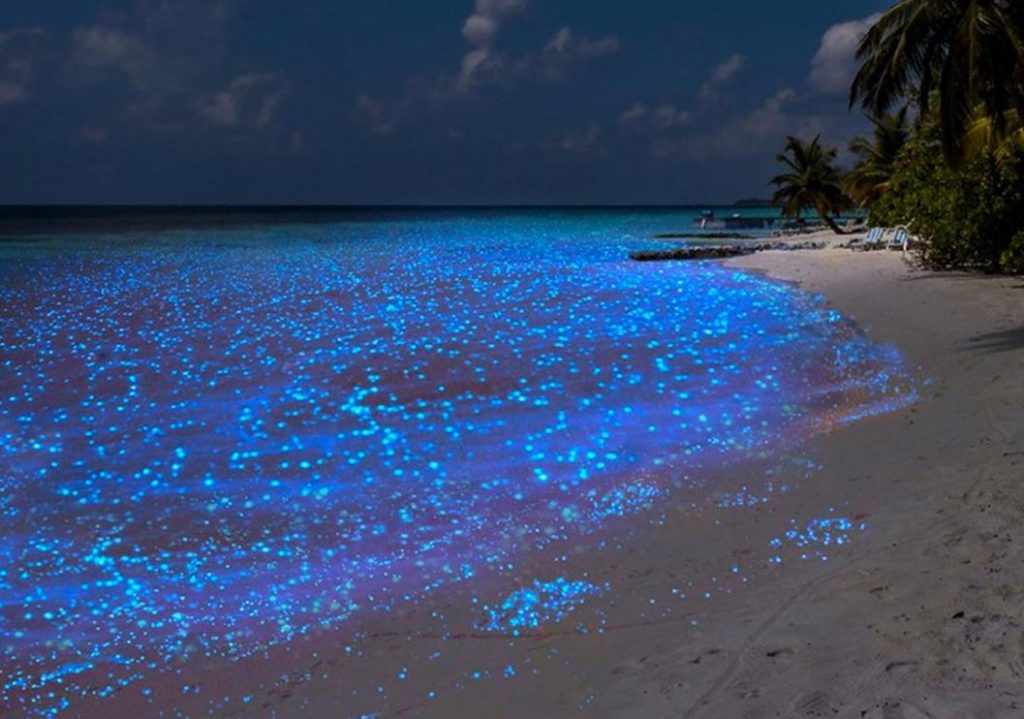 Holbox Island Article - bioluminescence