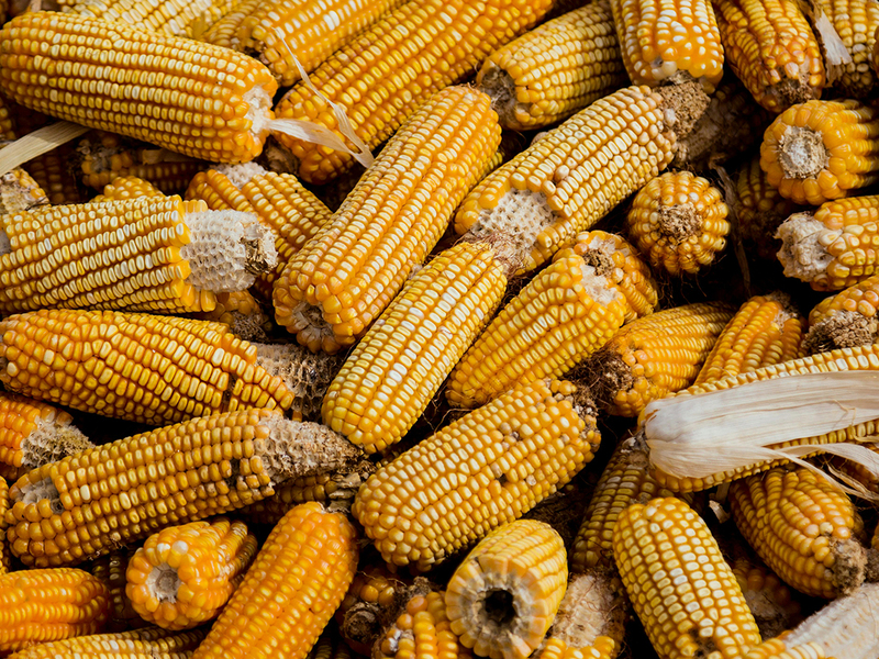 mexican street corn recipe​