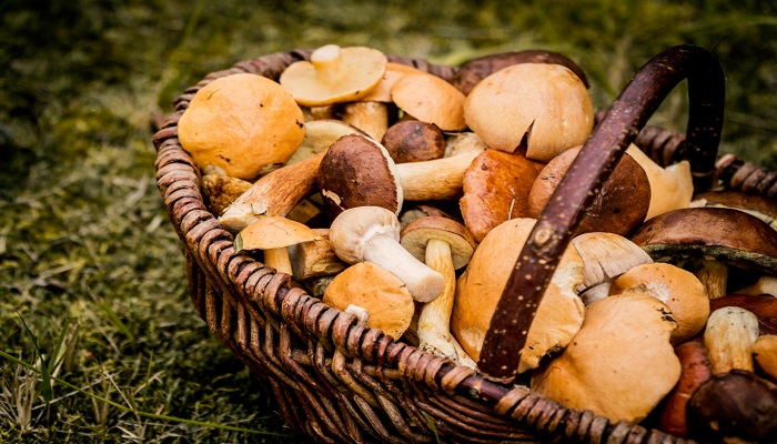 6 facts you didn't know about Mushrooms