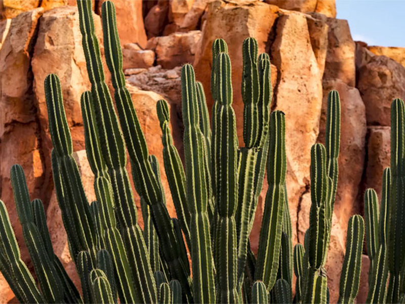 Image of Cactus&rsquo; secret properties article