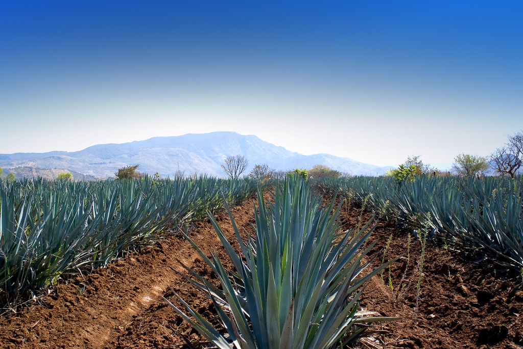 These 4 Simple Tricks Will Help You Shop For Tequila Like a Pro