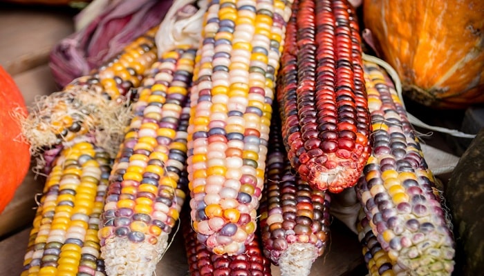The Many Faces Of Maize