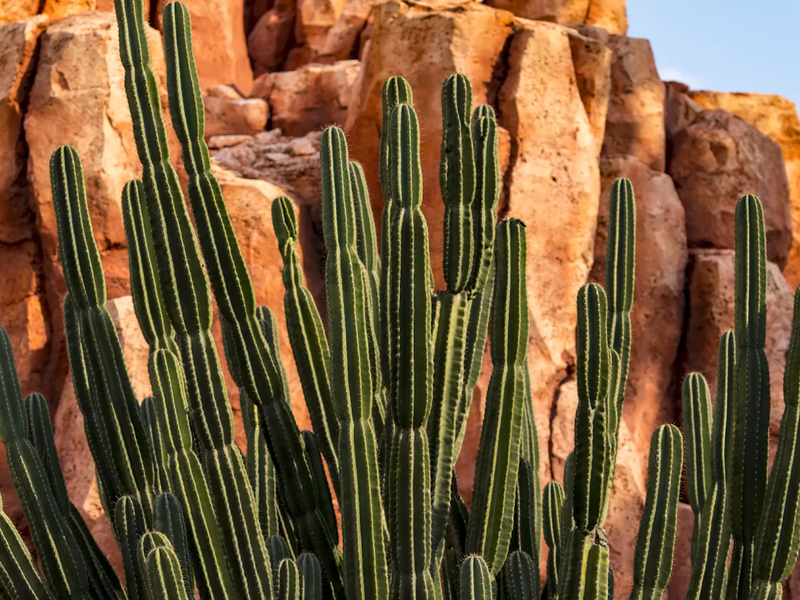 Image of Facts About Cactus article