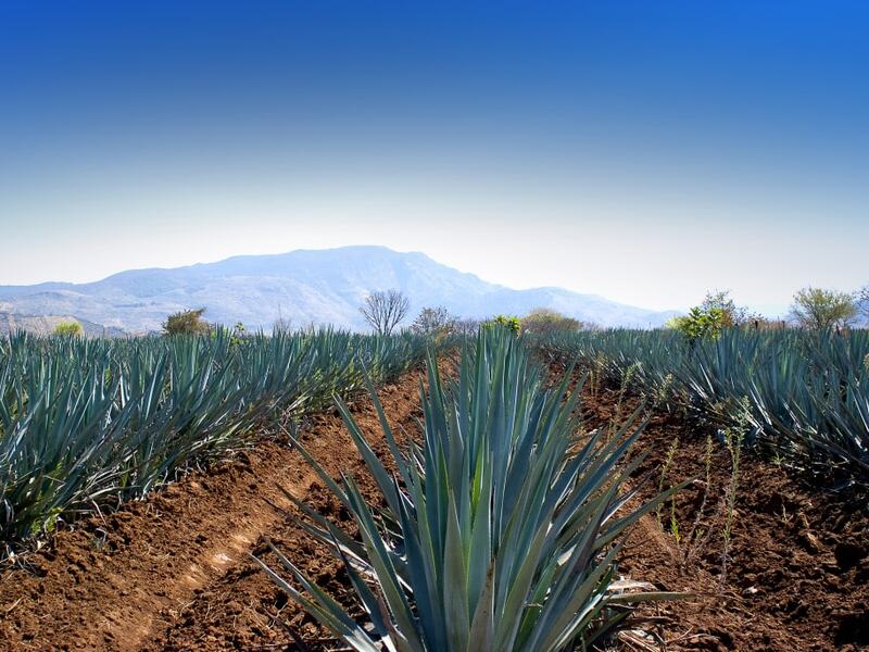 Image of These 4 Simple Tricks Will Help You Shop For Tequila Like a Pro article