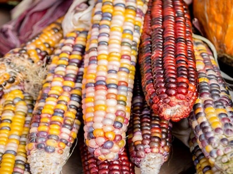 Image of The Many Faces Of Maize article