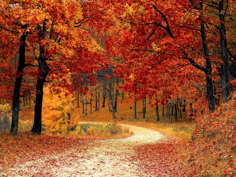 Image of 5 Autumn Recipes That Will Make You Forget About Summer article