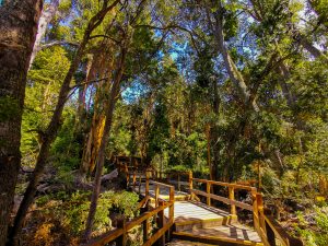 Bariloche Article - Arrayanes Forest
