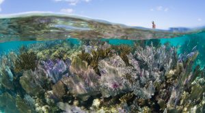 Utila Article - Mesoamerican Barrier Reef